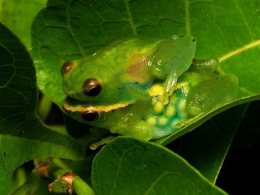 Стеклянная лягушка: Кто плюнул на листик? Невидимки с прозрачным телом