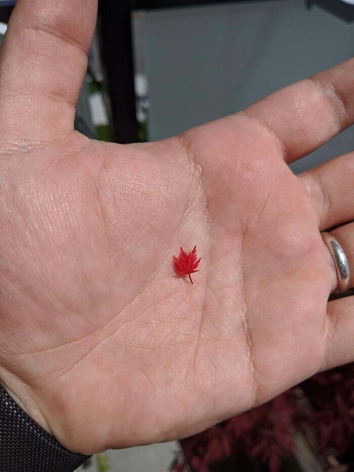 6. "Самый маленький кленовый лист, который я когда-либо видел"