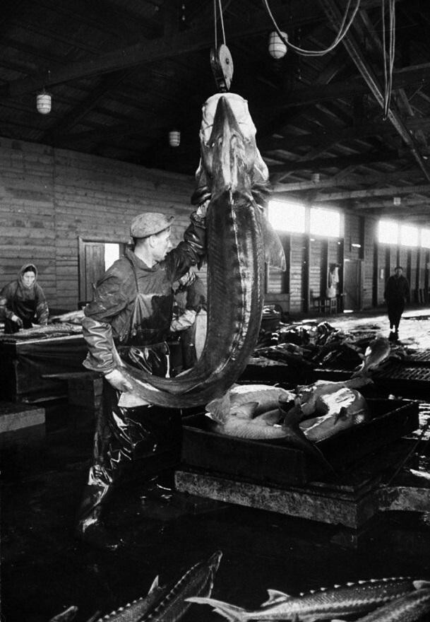 Зернистая икра осетровых рыб, вырабатываемая в СССР, по праву считалась лучшей в мире, а словосочетание «черная икра» было одной из главных ассоциаций с нашей страной.