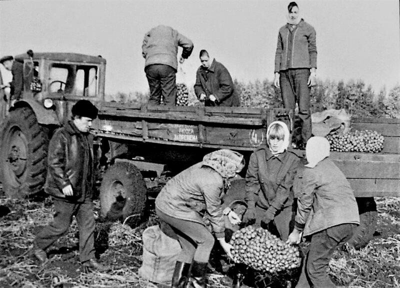Картошка в СССР: 6 интересных фактов