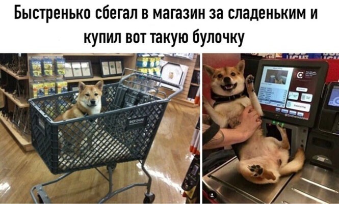 Прикольные и смешные картинки