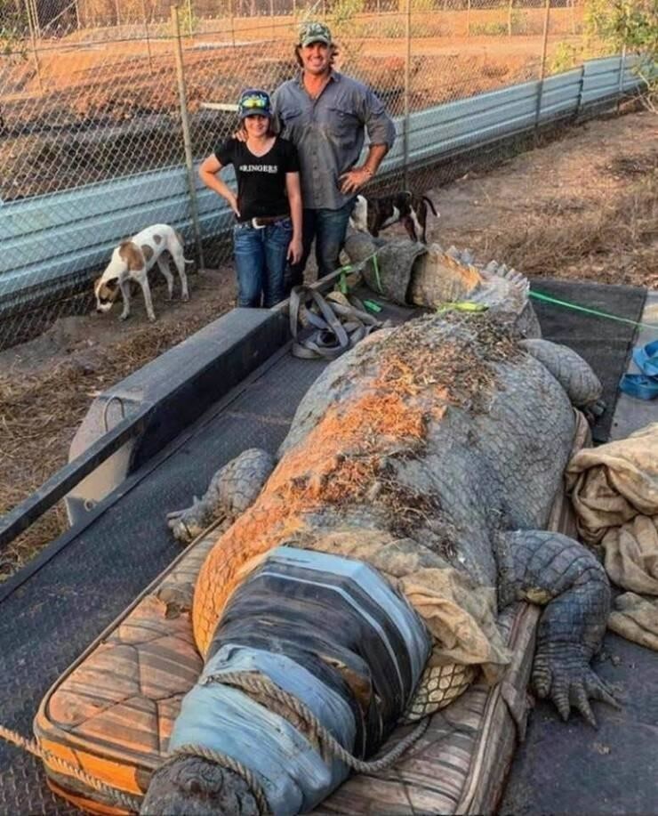 Размер крокодила, поедавшего домашний скот, который был пойман в Австралии