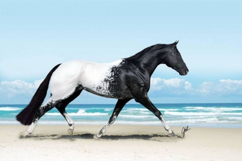Порода лошадей аппалуза ценится за необычные цветовые узоры, бросающие вызов воображению