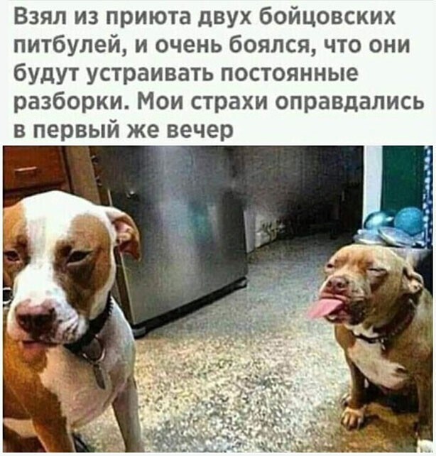 Прикольные и смешные картинки