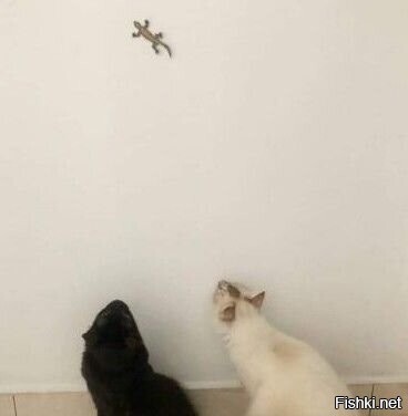 Как отвлечь кота
