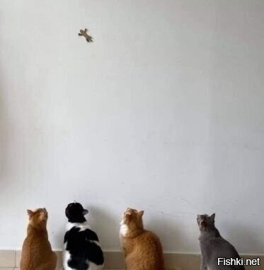 Как отвлечь кота