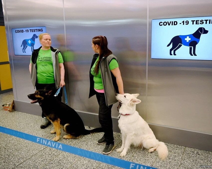 В аэропорту Хельсинки начали использовать собак для обнаружения вируса у пасс...
