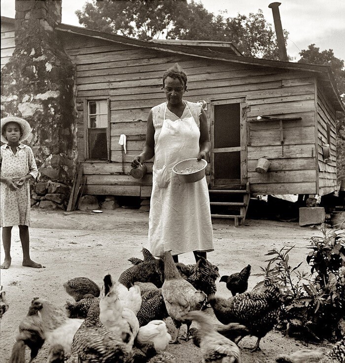 Июль 1939. Женщина кормит цыплят на негритянской ферме в Северной Каролине.