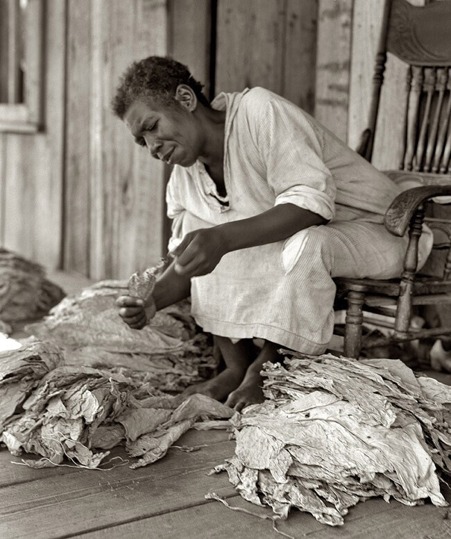 Июль 1938. Женщина сортирует табак.