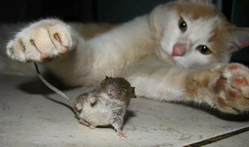Зачем кошка играет с пойманной мышкой? А зачем играет с домашней едой?