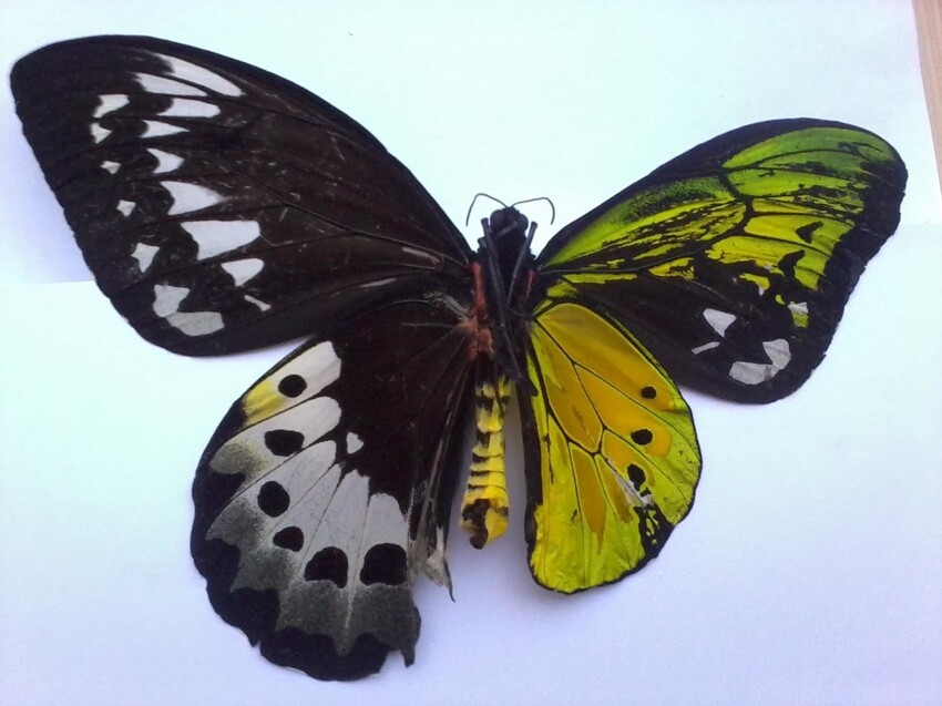 Бабочка-гинандроморф: наполовину самец, наполовину самка