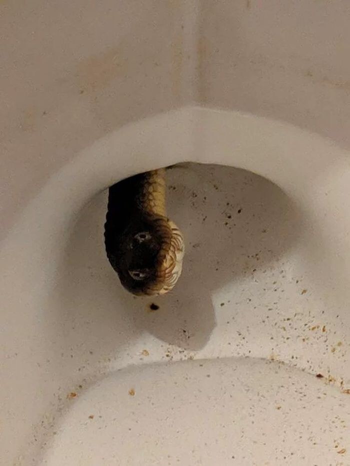 «У меня в туалете водная змея».