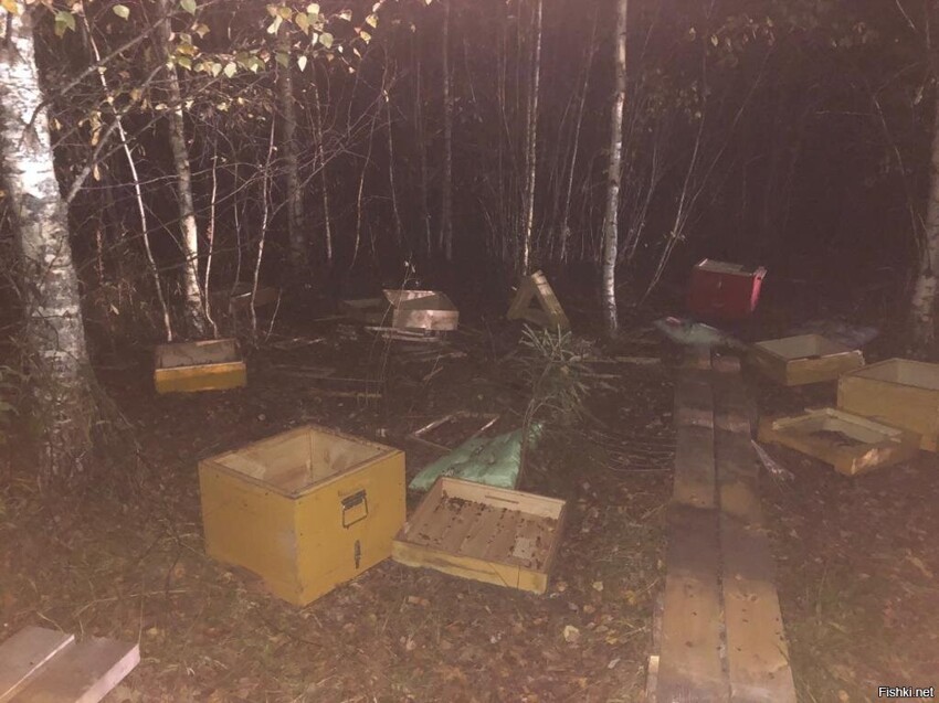 Медведь похозяйничал на пасеке