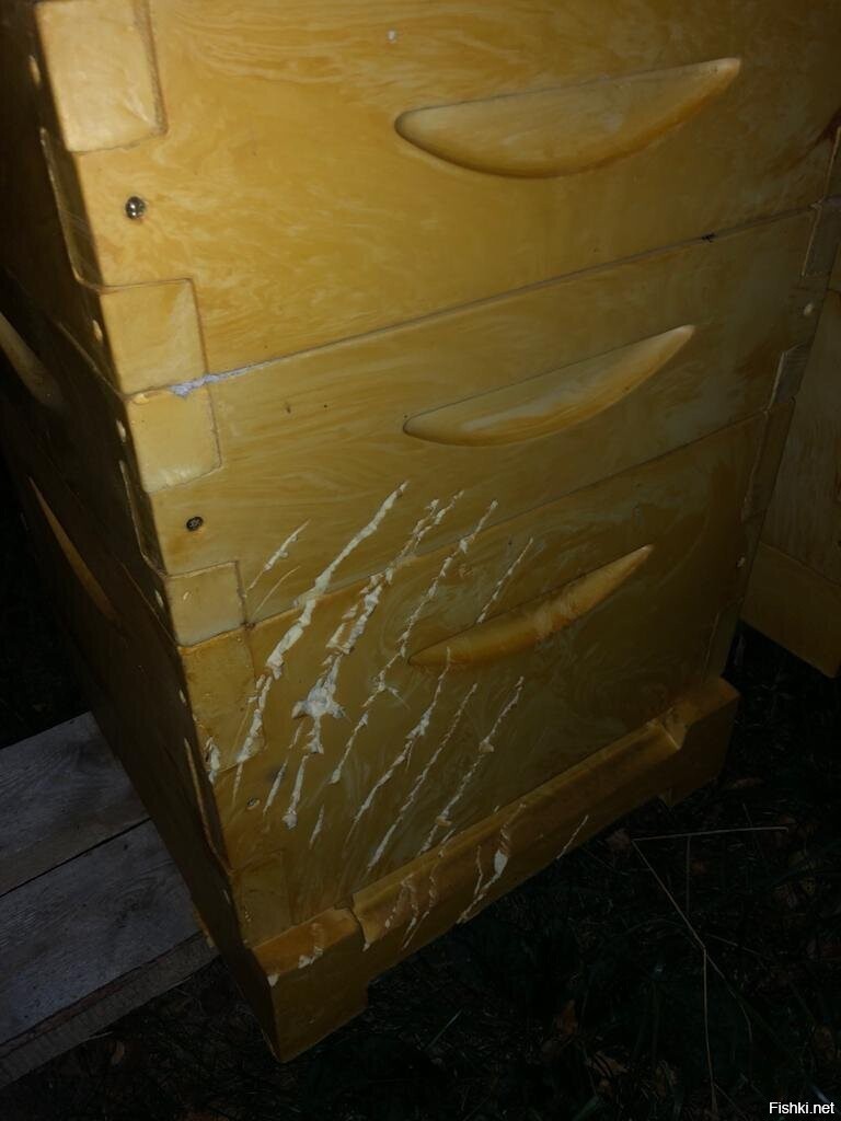 Медведь похозяйничал на пасеке