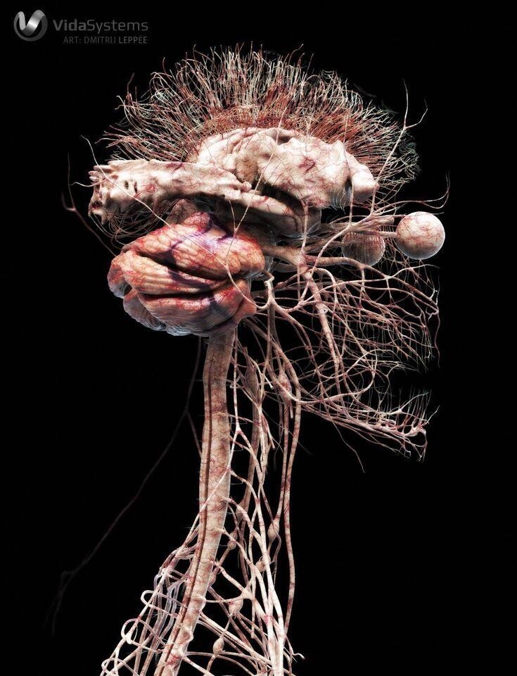 3D модель нервной системы человека