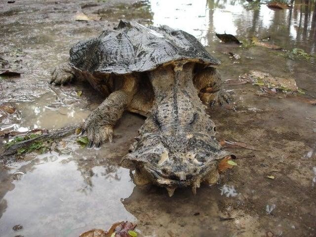 Черепаха Мата-Мата выглядит очень странно