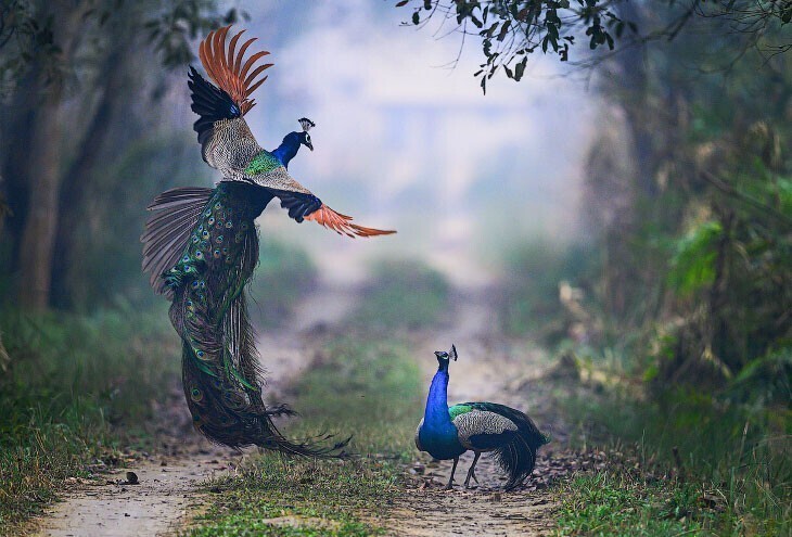 Сражение павлинов в Национальном парке Дудхва в Индии. (Фото Nilesh Patel):