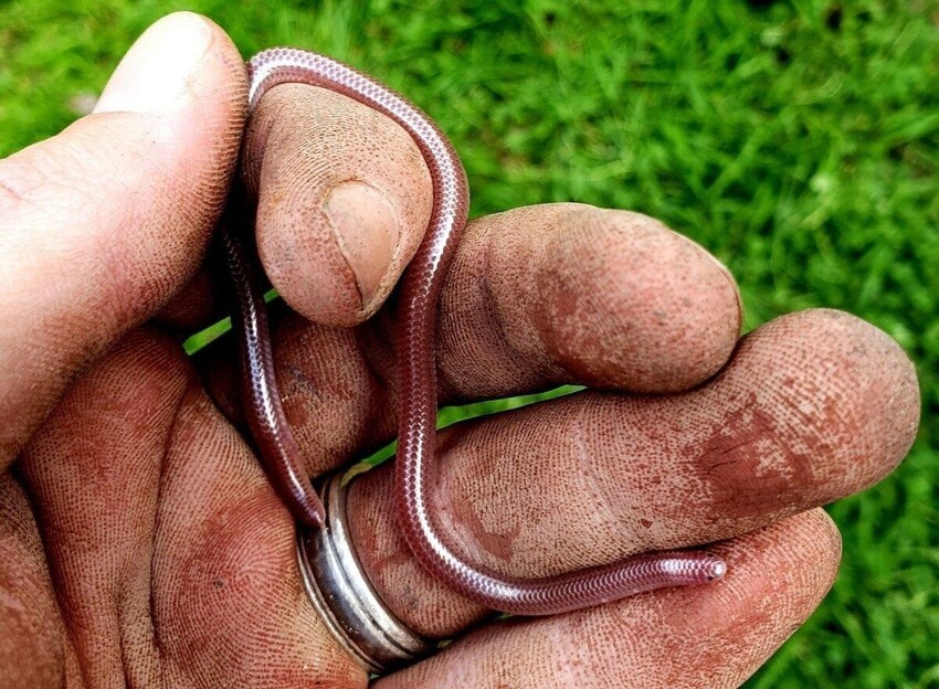 Техасская слепая змея: Нет, не дождевой червь. Да, полноценная змея. Как выжить на дне пищевой цепочки?