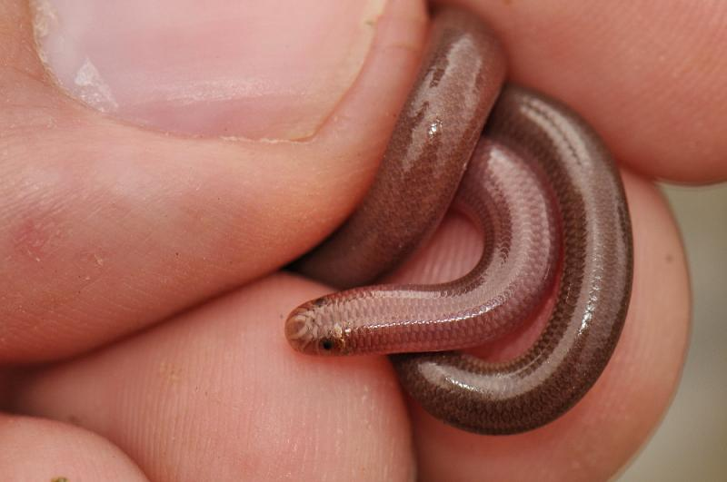 Техасская слепая змея: Нет, не дождевой червь. Да, полноценная змея. Как выжить на дне пищевой цепочки?