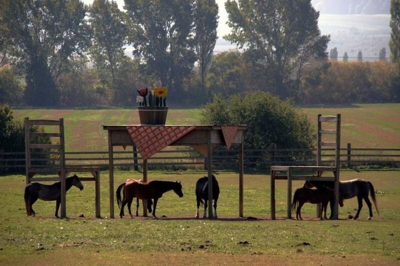 Фермер повеселился, создав необычное укрытие для лошадей