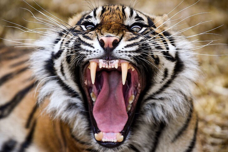 Кыса. Великолепный суматранский тигр. (Фото Jeff J. Mitchell):