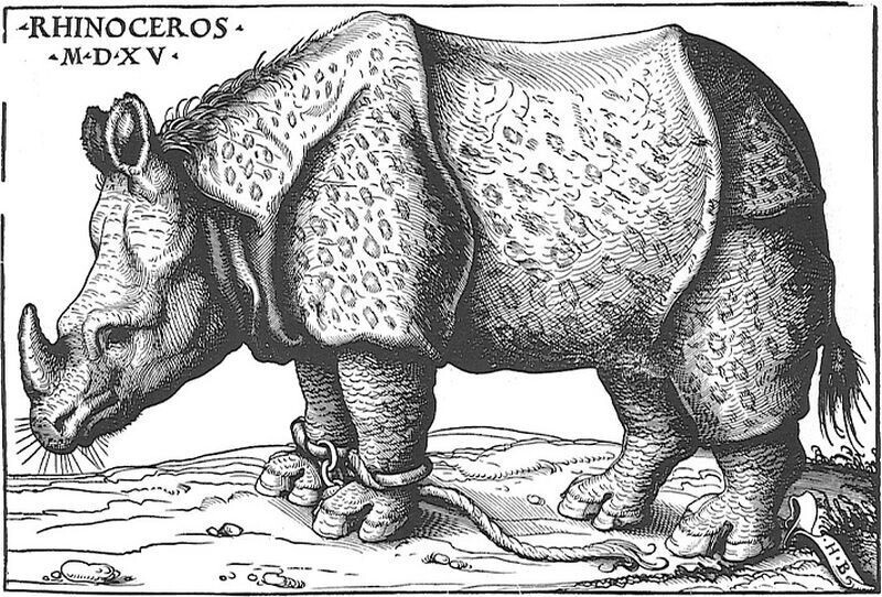 Носорог (Альбрехт Дюрер) Hans Burgkmair/Wikimedia))