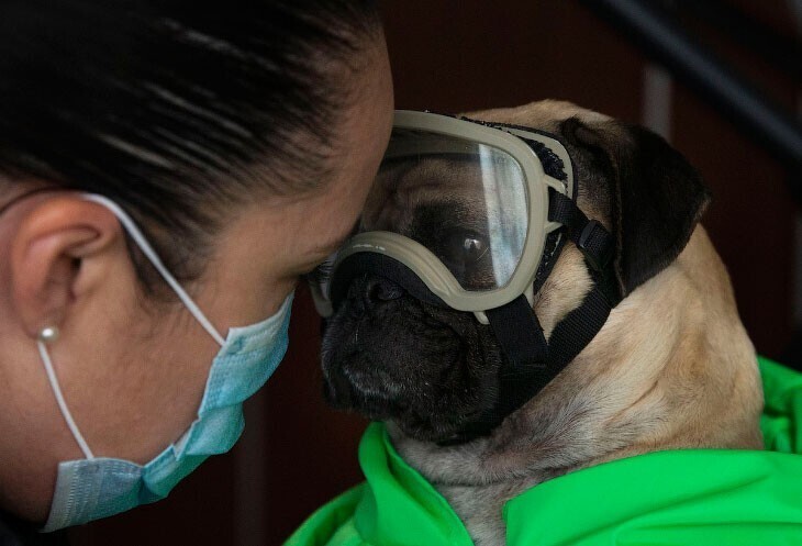 Собака-терапевт. Подробнее читайте в статье «Канис-терапия: как собаки помогают больным детям». (Фото Marco Ugarte):