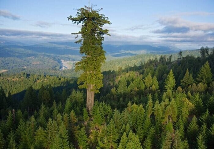 10 самых высоких деревьев в мире