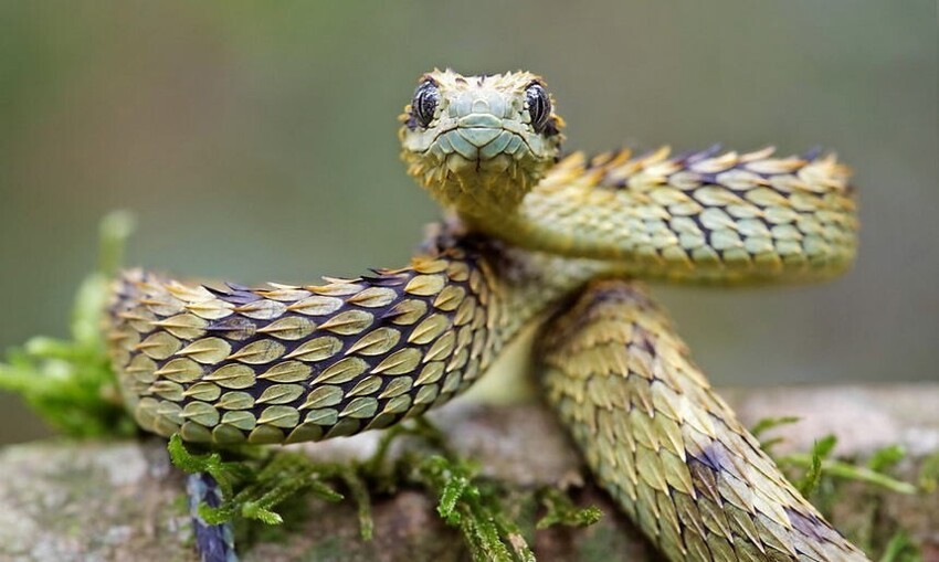 Кустарниковая гадюка (Atheris