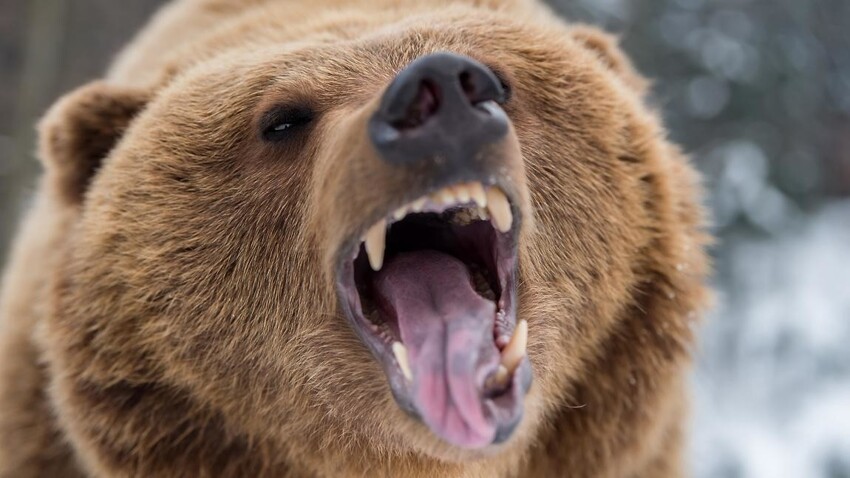 Бывает и такое - в Омсукчанском округе Магаданской области медведь напал на 68-летнего участника геолого-разведывательной экспедиции. К сожалению, дикий зверь не оставил пенсионеру ни малейшего шанса на жизнь.
