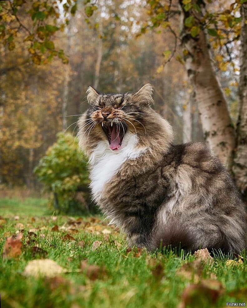 Ой, хочу чаю, хочу чаю, да чаю кипяченого