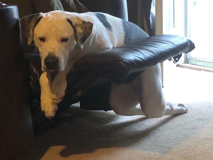 Еще один пес, который не знает, как сесть в кресло