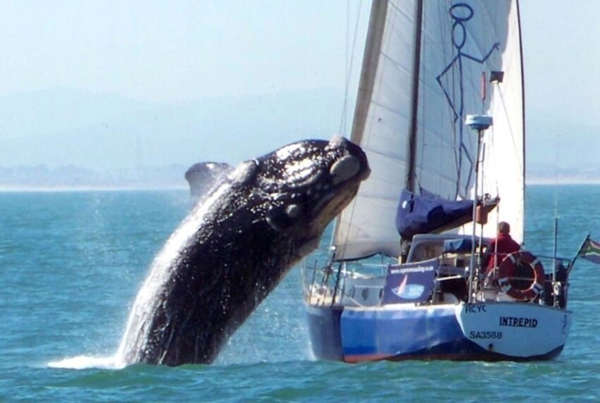 У побережья Испании киты-убийцы атаковали яхту и попали на видео