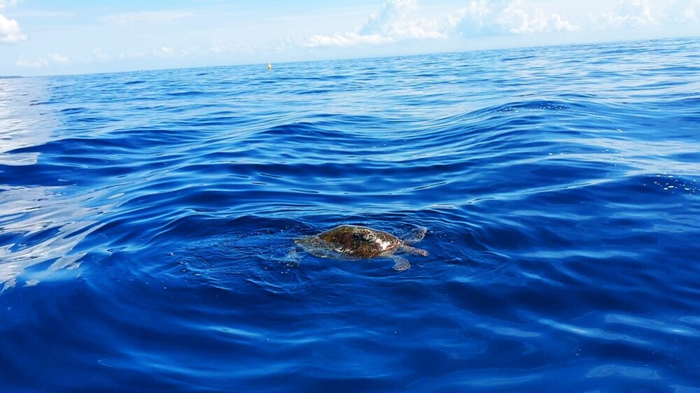 Океанская черепаха. Они гигантские - около 1,5 м в диаметре