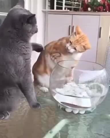 Не трожь мою рыбу 