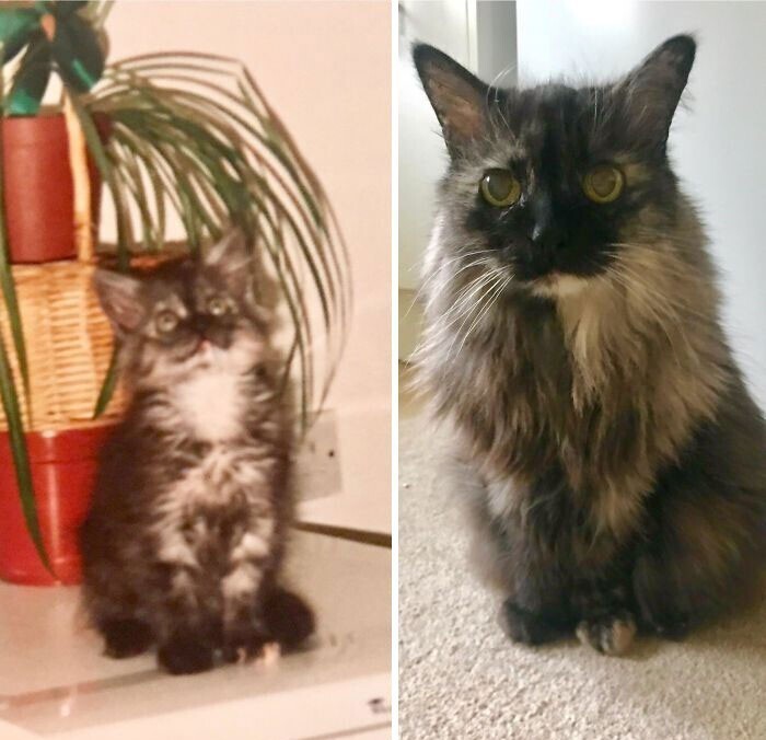 "Моей кошке почти 20 лет. На фото слева ей несколько месяцев, и мы только ее взяли"