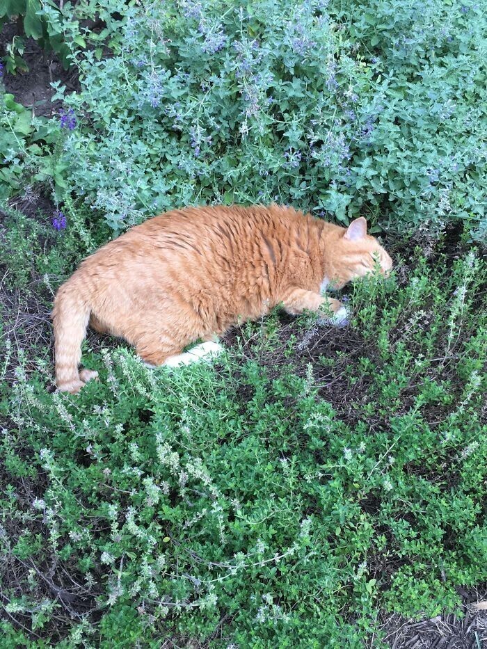 "Мой 19-летний кот только что обнаружил, что он обожает запах лаванды"