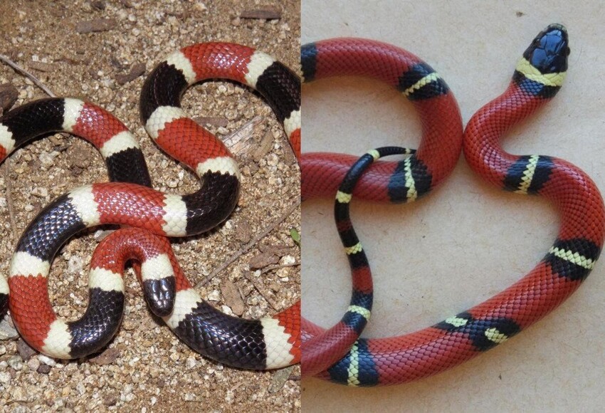 Королевская синалойская змея: Глобальная ложь, на которой построен успех этого вида