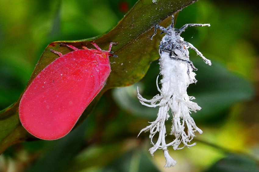 Розовая цикада: Зачем этим насекомым десятки восковых хвостиков?