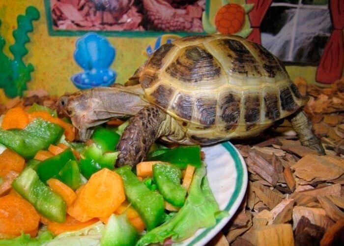 Чем кормить черепаху с астрахани