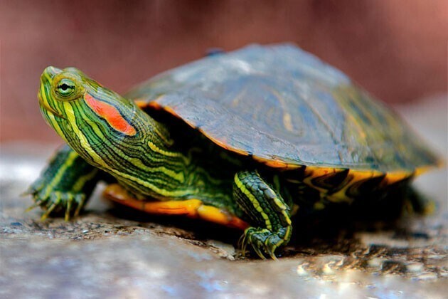 Чем кормить домашнюю черепаху водяную