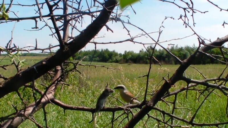 Сорокопут-жулан - миленькая птичка по прозвищу палач