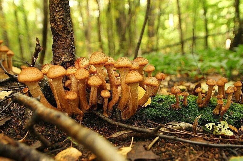 Осенняя пора, грибов очарованье