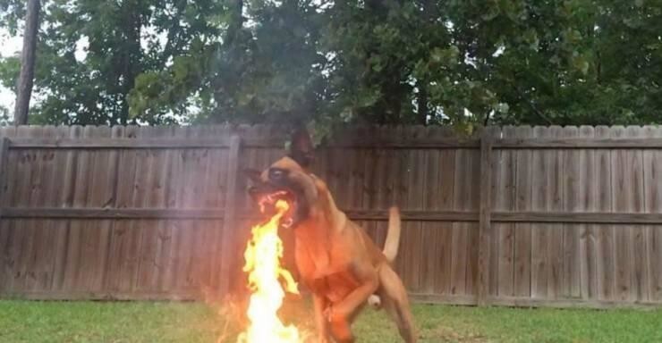 Огнедышащий пёс