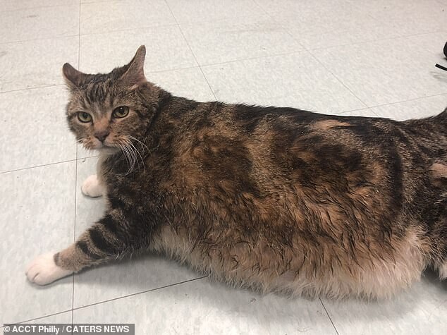 Толстенькую кошку бросили из-за лишнего веса, но она не потеряла веру в людей