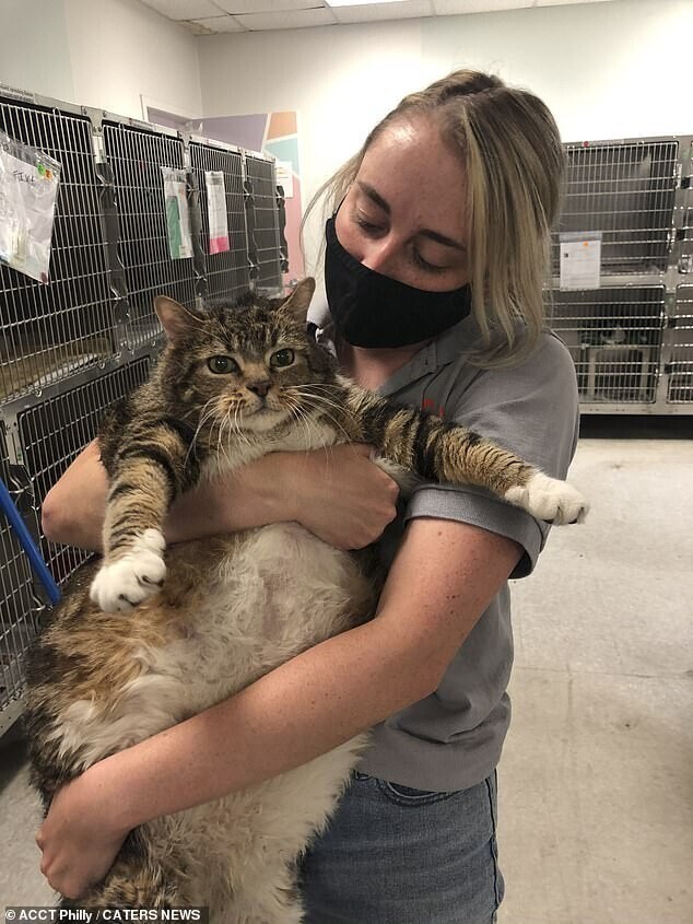 Толстенькую кошку бросили из-за лишнего веса, но она не потеряла веру в людей