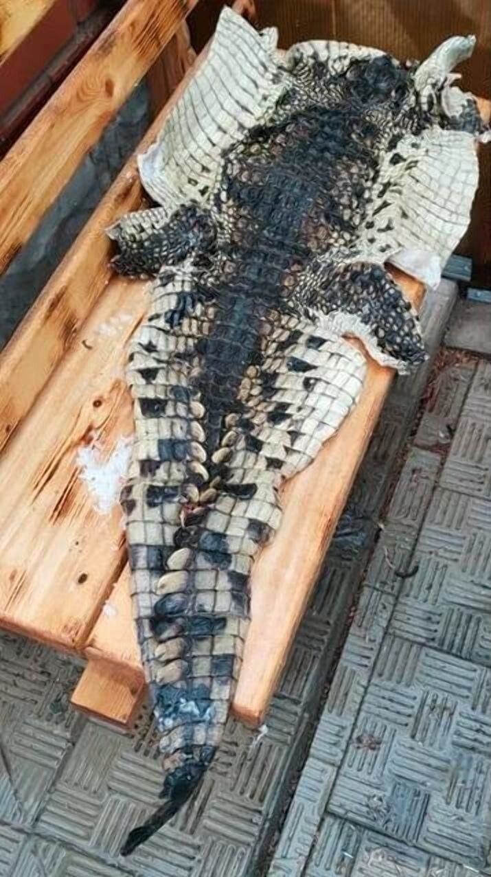 Российский браконьер выловил в реке крокодила, но не растерялся и попытался его разделать