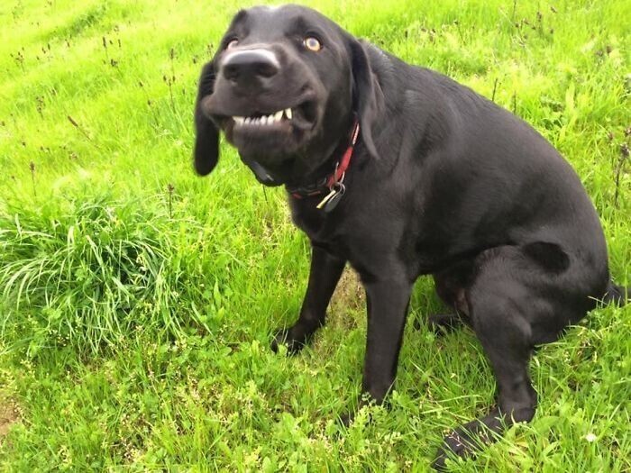 Умора: 30 неудачных фото собак, которые не должны были попасть в сеть