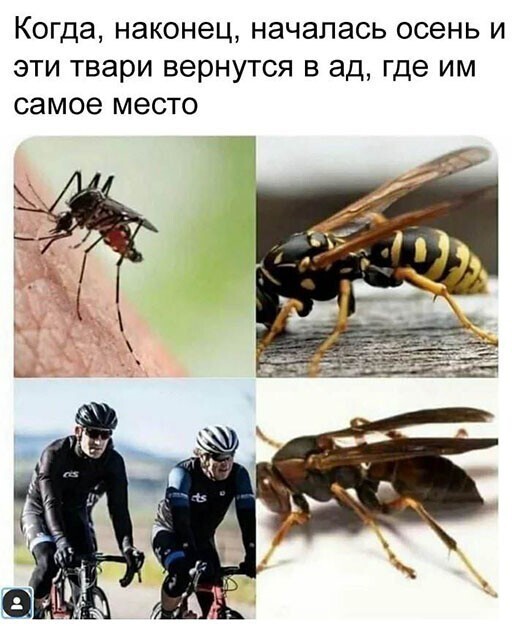 Прикольные и смешные картинки