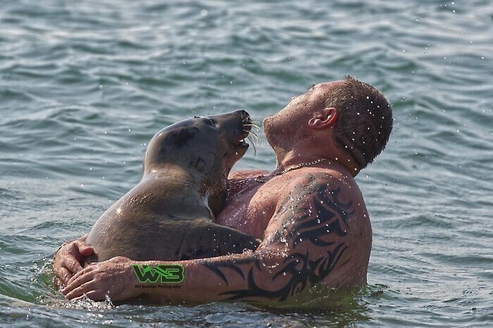 Общительный тюлень приплыл к людям за обнимашками